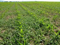 Aplikace herbicidů do kukuřice by měla skončit ve fázi 6 listů