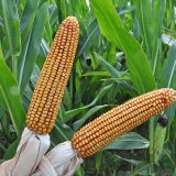 Úspěšný boj proti suchu s novinkami v portfoliu hybridů kukuřic