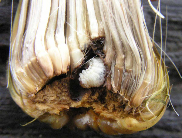 Obr. 1: Larva nosatce požírající semena pcháče