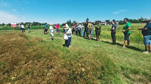 Pěstování a ochrana kmínu byly představeny v Hněvčevsi