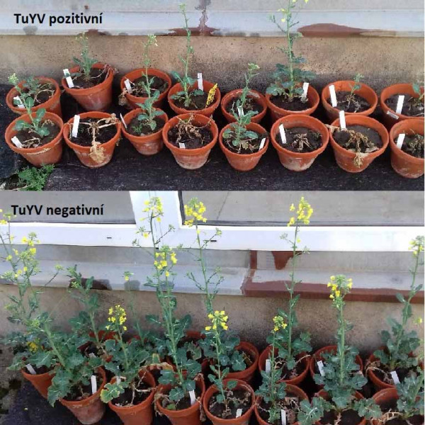 Porovnání rostlin TuYV pozitivni a TuYV negativní, oba snímky pořízeny 24. 4. 2018