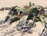 Obr. 1: Welwitschie podivná - model extrémní odolnosti vůči suchu;  je to endemit, rostlina která se nachází se pouze v extrémním ekosystému, jako je poušť Namib v Namibii, a také v Angole a v jižní Africe, je to nahosemenná rostlina, dosahuje stáří 500 až 600 let, roste v oblastech, kde spadne pouhých 20–120 mm srážek za rok, přežije i 5 let bez deště a vodu dokáže získat i z rosy a z mlhy (wikipedia.org)