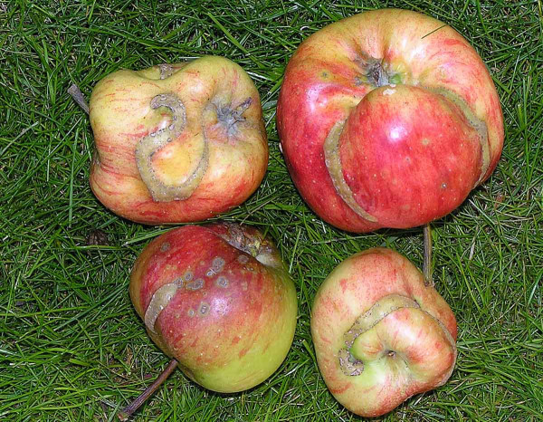 Jablka poškozená pilatkou jablečnou