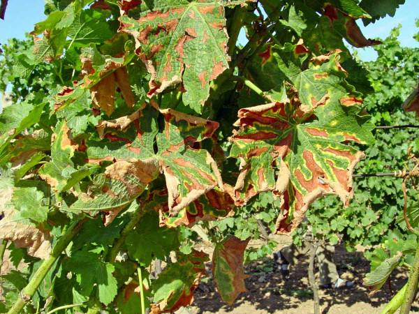 Chřadnutí a odumírání révy - zasychání mezižilkových pletiv listů (tygrovitost)