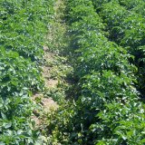 Použití herbicidů při pěstování brambor v ochranných pásmech II. stupně zdrojů povrchové vody