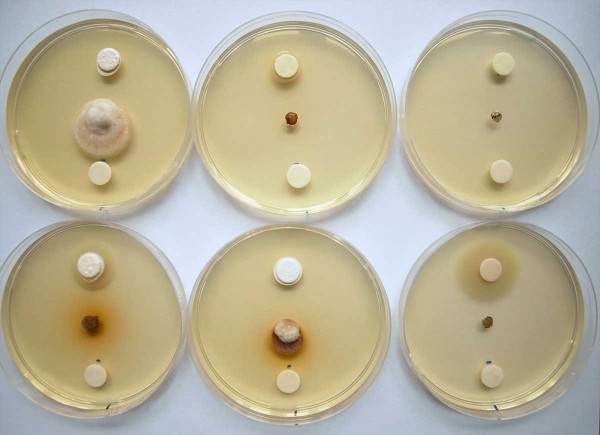 Obr. 3: Terčíkový test horní sterilní terčík ponořen do fungicidu, spodní do sterilní vody - kultura Oculimacula sp. na PDA po 4 týdnech kultivace (18 °C, tma)