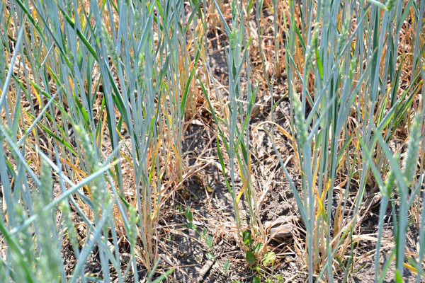 Obr. 3: Pšenice ozimá silně prořídlá vlivem sucha, Znojemsko, červen 2017