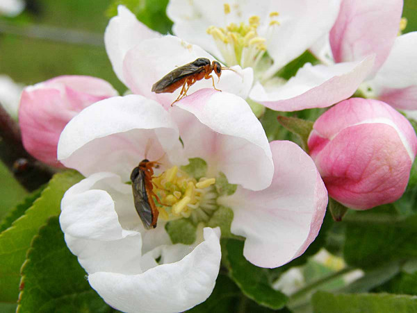 S nakvétáním jabloní se do „práce“ pouští i pilatka jablečná (Hoplocampa testudinea)