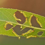 Parazitické hlístice v ochraně rostlin I.: Komáři a pilatky na mušce