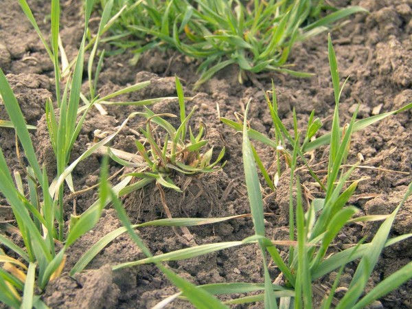 Obr. 4: Regenerující trs sveřepu jalového v porostu pšenice - absence orby a glyphosatového ošetření před založením porostu