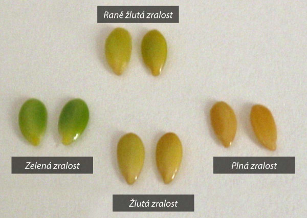 Obr. 2: Určení zralosti žluto-semenných odrůd olejného lnu