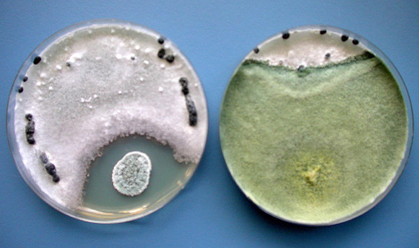 Obr. 3: Projev antagonismu Penicillium sp. (vlevo) a Trichoderma harzianum (vpravo) vůči Sclerotinia sclerotiorum