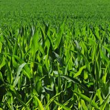 Využití digestátu při hnojení kukuřice