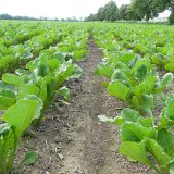 Progresivní farmářská technologie - pásová příprava půdy - strip-till