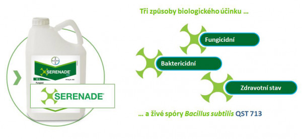 Způsoby biologického účinku Serenade® ASO obsahující živé spóry Bacillus subtillis QST 713