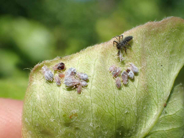 Kolonie mšic na hrušních pod „dozorem“ larvy slunéčka