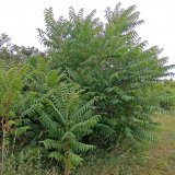 Regulace pajasanu žláznatého a dalších invazních dřevin pomocí méně známých způsobů aplikace herbicidu