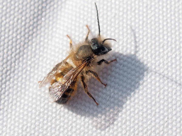 Důležitými opylovači v sadech jsou samotářské včely - zednice rodu Osmia