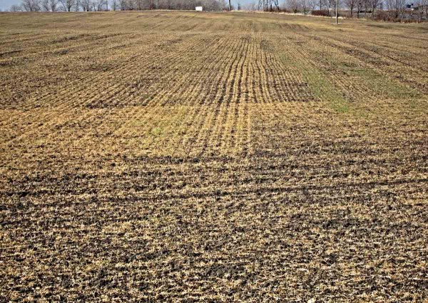 Porost pšenice poškozený mrazy