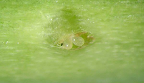 Obr. 2a: Vajíčka krytonosce čtyřzubého uložená v kapsičce pod povrchovými pletivy