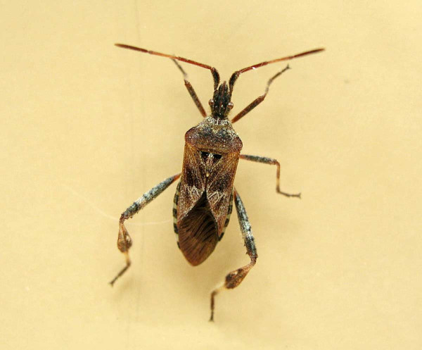 Obr. 11: Obrubnica americká (Leptoglossus occidentalis)