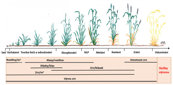 Schéma 2: Růst a vývoj pšenice a tvorba jednotlivých složek výnosu (podle Slafer a Whitechurch 2002, Slafer 2012, upravil Prášil)
