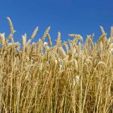LG Imposanto - Nově registrovaná pekařská pšenice