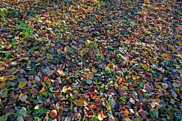 Spadané listí pod ovocnými stromy je zdrojem infekce