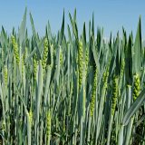 Efektivní fungicidní ochrana obilnin v různých pěstitelských podmínkách