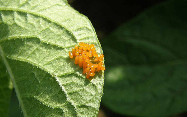 Kolonie vajíček mandelinky bramborové na spodní straně listu