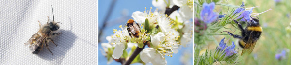 Na kvetoucích stromech a bylinách se objevují opylovači - včela, samotářská včela a čmelák