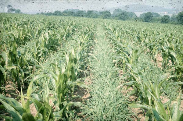 Výsev žita do meziřadí kukuřice