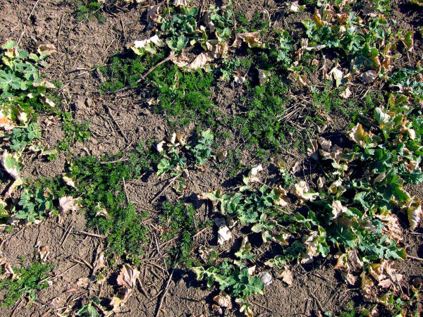 Zaplevelenou řepku na jaře lze vyčistit herbicidy
