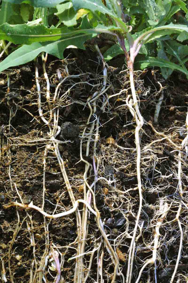 Herbicid glyfosát proniká hluboko do kořenového systému vytrvalých plevelů