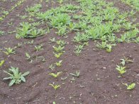 Intenzivní zaplevelení pcháčem rolním je třeba řešit včas, nejlépe dělenou aplikací herbicidu obsahující účinnou látku clopyralid (např. Lontrel)