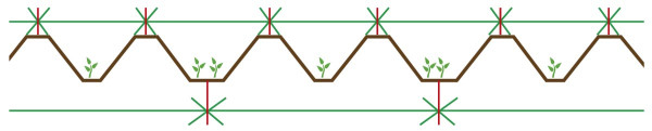 Schéma 1: Rozmístění hlavní a vedlejší plodiny při založení porostu technologií záhonového odkameňování