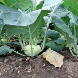 Rezidua herbicidů v zelenině a možnosti jejich eliminace