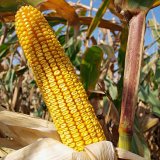Nabídka kukuřice RAGT pro rok 2021