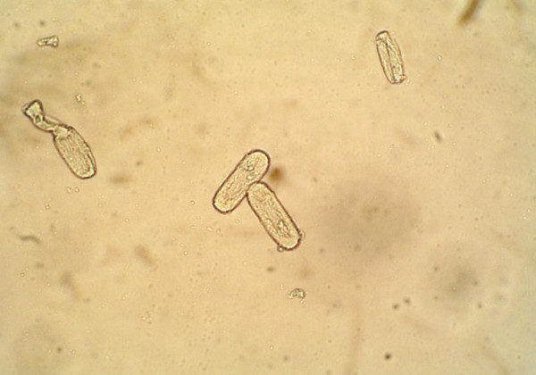 Patogen Erysiphe cichoracearum - konidie