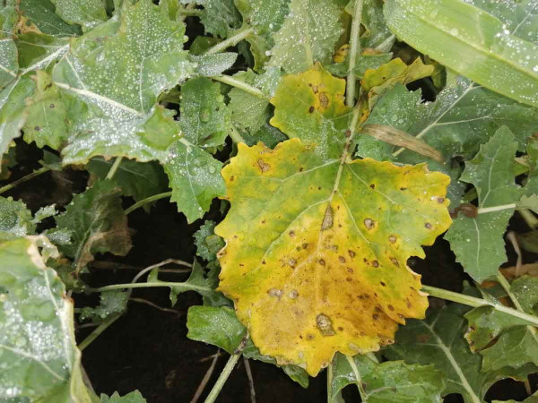 Škvrny s pyknidami, typické symptómy fómovej škvrnitosti na žltnúcich najstarších listoch rastlín repky