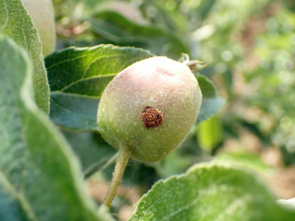 Obaleč jablečný - závrtek na plodu