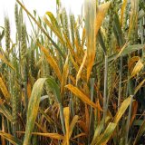 Rezistence odrůd ozimé pšenice vůči významným houbovým chorobám