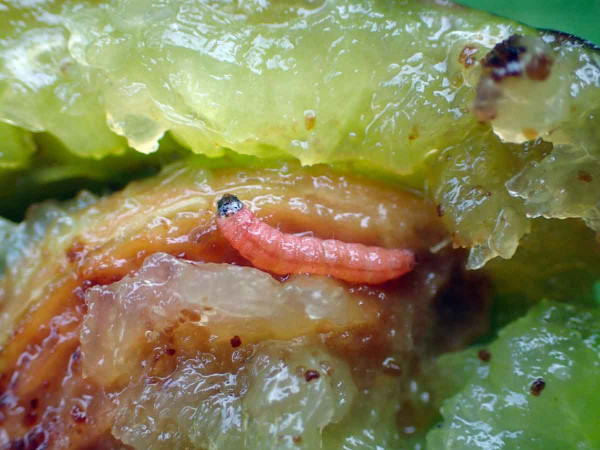Obaleč švestkový - napadený plod s housenkou