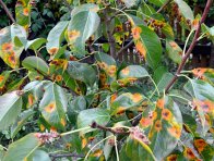 Rzivost hrušně - typické skvrny a aecia na rubu listů