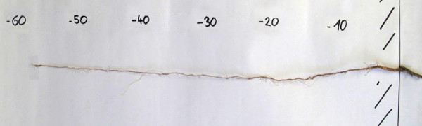 Obr. 3: Kůlový kořen komonice (Melilotus albus) dosahující hloubky 55 cm