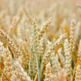 Okénko do zahraničí: DNA pšenice by mohla pomoci vyšlechtit plodiny odolné klimatu