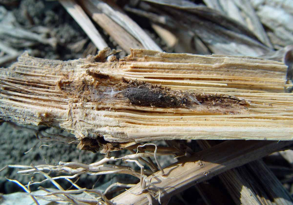 Kokon E. terebrans uvnitř stonku kukuřice