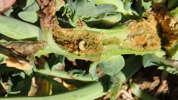 Obr. 3: Z podzimu špatně insekticidně ošetřená řepka; larvy dřepčíka olejkového poškozují vzrostný vrchol a způsobují větvení - častý úkaz na jaře 2020