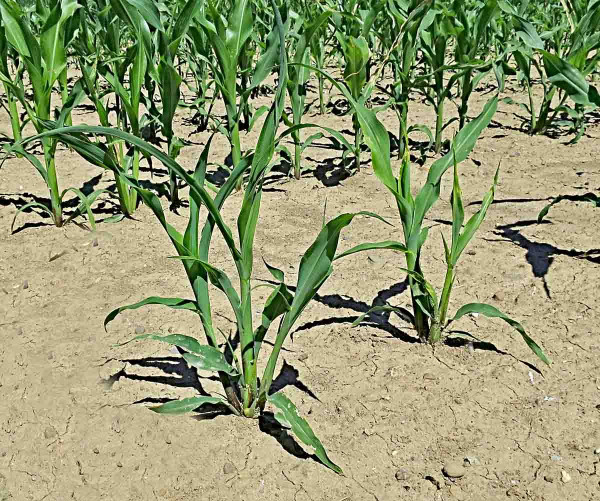 Poškození kukuřice bzunkou ječnou - větvení