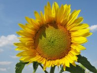 Odrůdy slunečnice mají odlišnou citlivost k chorobám